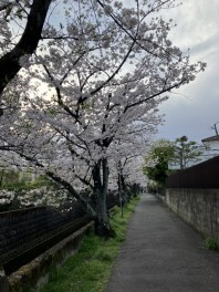 速報！！！！！十四川沿いの桜がほぼ満開です！！